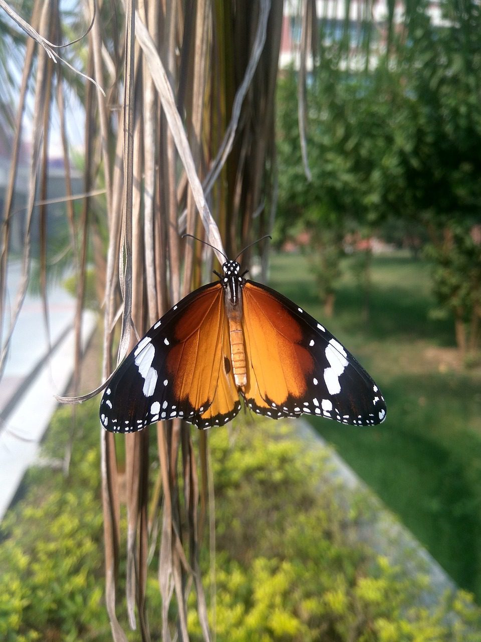 butterfly, danaus plexippus, monarch butterfly-2873840.jpg